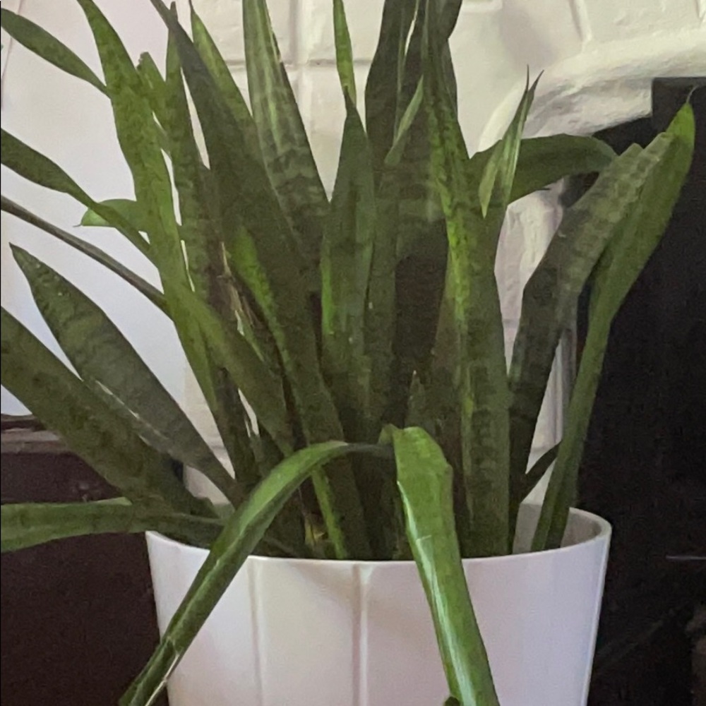 Meet your Posher, Liane